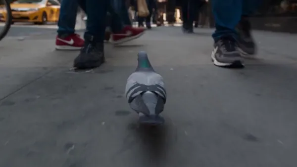 Close-Up Pigeon Tracking Shot Through New York City