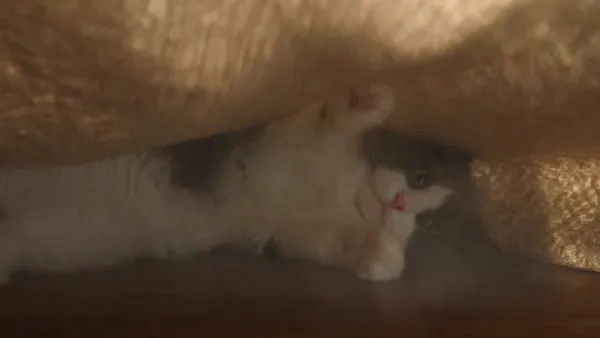 Dramatic Comedic Chase of a Gray-and-White Cat and an Orange Tabby in Warm Morn…