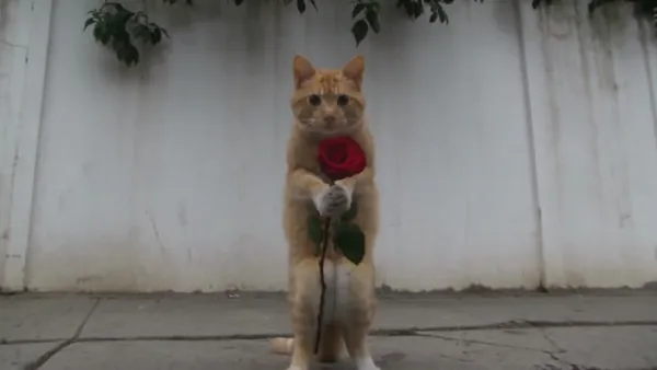 阴天街头：橘猫站在斑驳白墙旁的裂缝人行道